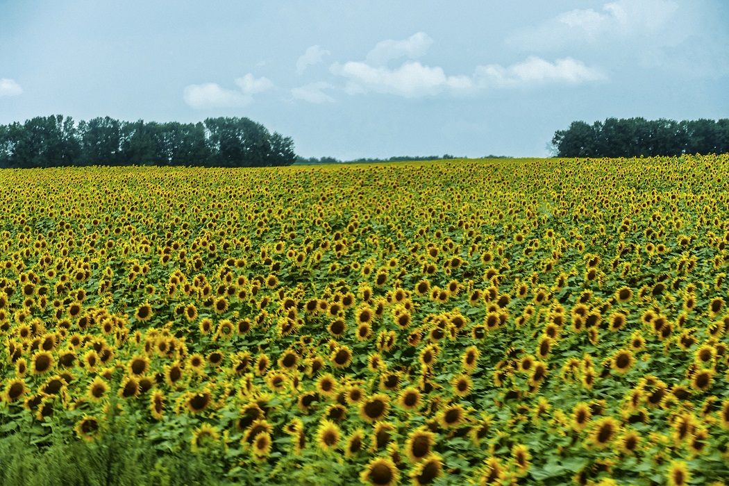 Sonnenblumen in Wolhynien